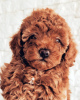 Additional photos: Toy (miniature) redbrown poodle puppies with FCI pedigree