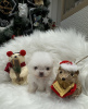 Photo №3. Super tiny snowballs Pomeranians. France