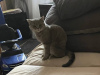 Photo №2 to announcement № 124034 for the sale of british shorthair - buy in Russian Federation private announcement