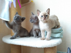 Photo №1. burmese cat - for sale in the city of Minsk | 308$ | Announcement № 4245