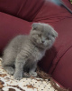 Photo №1. scottish fold - for sale in the city of Prague | negotiated | Announcement № 106787
