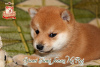 Photo №2 to announcement № 73351 for the sale of shiba inu - buy in Ukraine breeder
