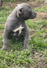 Photo №2 to announcement № 18283 for the sale of american pit bull terrier - buy in Russian Federation from nursery