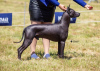 Additional photos: Xoloitzcuintle (Mexican hairless dog) puppies