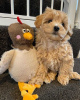 Photo №3.  Gesunde Teacup-Maltipoo-Welpen zur Adoption bereit. Germany