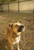 Additional photos: Friendly companion dog Tengri is looking for a home!