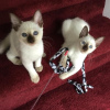 Photo №1. siamese cat - for sale in the city of Дрезден | 370$ | Announcement № 112429