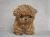 Photo №1. poodle (toy) - for sale in the city of Paris | negotiated | Announcement № 124757