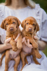 Photo №3. Puppies of the Hungarian Vizsla. Belarus