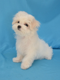 Photo №2 to announcement № 5180 for the sale of maltese dog - buy in Ukraine breeder