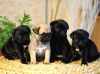 Photo №1. pug - for sale in the city of Berlin | negotiated | Announcement № 31817