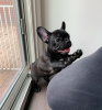 Additional photos: French Bulldog puppies for sale.