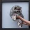 Photo №1. german spitz - for sale in the city of St. Petersburg | negotiated | Announcement № 11185