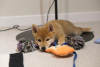 Photo №1. shiba inu - for sale in the city of Montreal | negotiated | Announcement № 42611