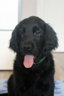 Photo №2 to announcement № 2916 for the sale of flat-coated retriever - buy in Russian Federation from nursery