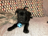 Photo №4. I will sell cane corso in the city of Munich. breeder - price - negotiated