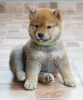 Photo №4. I will sell shiba inu in the city of Kragujevac. breeder - price - negotiated