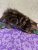 Photo №2 to announcement № 97787 for the sale of maine coon - buy in Russian Federation from nursery, breeder