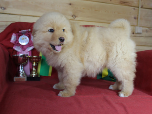 Photo №2 to announcement № 4731 for the sale of  - buy in Russian Federation from nursery