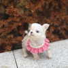 Photo №2 to announcement № 55643 for the sale of chihuahua - buy in United States 