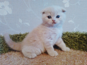 Photo №2 to announcement № 6204 for the sale of scottish fold - buy in Russian Federation 