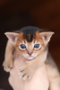 Photo №2 to announcement № 29972 for the sale of abyssinian cat - buy in Belarus private announcement, from nursery, breeder