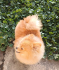 Additional photos: German Spitz-Pomeranian puppies