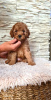 Photo №1. poodle (toy) - for sale in the city of Панчево | negotiated | Announcement № 106411