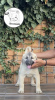 Photo №1. anatolian shepherd - for sale in the city of Šid | negotiated | Announcement № 115574