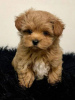 Photo №2 to announcement № 125485 for the sale of maltese dog - buy in United Kingdom 