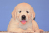 Photo №2 to announcement № 109279 for the sale of golden retriever - buy in Germany private announcement, breeder