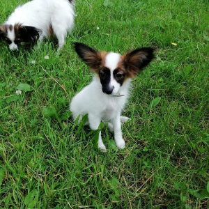 Photo №1. papillon dog - for sale in the city of Москва | 762$ | Announcement № 7147