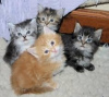 Photo №1. maine coon - for sale in the city of Антверпен | 211$ | Announcement № 125202