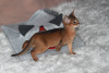 Photo №2 to announcement № 39549 for the sale of abyssinian cat - buy in Belarus private announcement, from nursery
