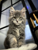 Photo №4. I will sell maine coon in the city of Würzburg. private announcement - price - 400$