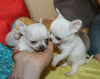 Photo №1. chihuahua - for sale in the city of Prague | negotiated | Announcement № 124617