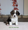 Photo №1. welsh corgi - for sale in the city of Belgorod | negotiated | Announcement № 11152