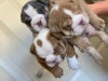 Photo №1. english bulldog - for sale in the city of Berlin | 423$ | Announcement № 117941