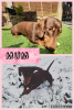 Photo №4. I will sell dachshund in the city of Калифорния Сити.  - price - 1065$