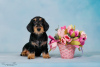 Photo №1. dachshund - for sale in the city of Москва | 716$ | Announcement № 119604