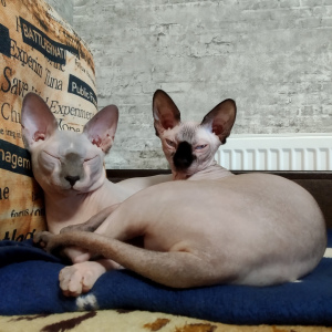Photo №4. Mating sphynx-katze in Russian Federation. Announcement № 1760