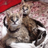 Photo №3. Kvalitets Afrika serval katt til salgs og savannah katt for adopsjon. Norway