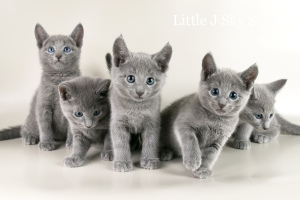Photo №4. I will sell russian blue in the city of Moscow. from nursery, breeder - price - 470$