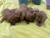 Additional photos: Goldendoodle F1