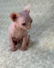 Photo №1. sphynx-katze - for sale in the city of Miami | 425$ | Announcement № 93331