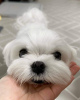 Photo №3. Maltese puppies. United States