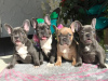 Photo №1. french bulldog - for sale in the city of St. Petersburg | 591$ | Announcement № 13437