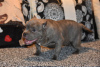 Photo №2 to announcement № 36931 for the sale of american bully - buy in Russian Federation 