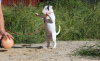 Photo №2 to announcement № 7904 for the sale of bull terrier - buy in Ukraine private announcement