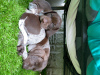 Photo №4. I will sell german shorthaired pointer in the city of Dayton. breeder - price - 1000$